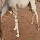 قعود