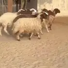 غنم نعيم ومهجنات طيبه