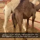 3 قعدان
