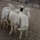 بهم جبر وتربية شعره واطراف رقم 1