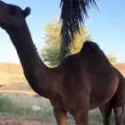 قعود مشروع فحل