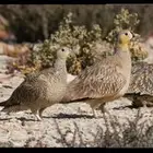 القطا المتوج