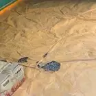 خيمه البيرق 4 4 الاصدار القديم