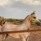 خيل شعبي عربي