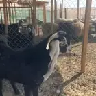 تيس عارضي رباع