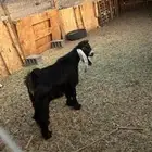 تيس عارضي حواء