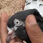 حمام باكستاني تيدي