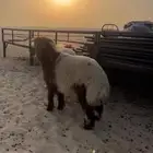 خرفان