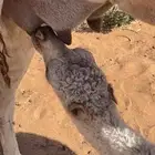 خلها