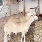 ذبايح ضحايا نعيم و سواكني