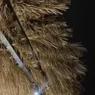 سعف نخل جريد لبييع جاهز