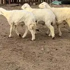 ذبايح للبيع