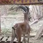 ولد وعل مباشره لون فاخر