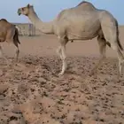 ناقه اصيل للبيع