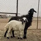 نعجه مهجنه عربي وا نعيمي