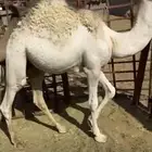 قعودين كفو للبيع