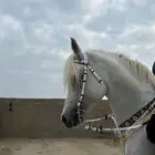 خيل فاخر جدا