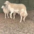 للبيع خروف مشروط صنف