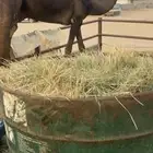 قعود مجهم فحل