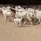 معزا هولنديات خصم فاخره