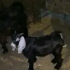 تيس تم البع
