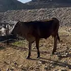 عجلة الام هولندية الاب سويس براون