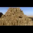 علف تبن بر قمح