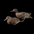 جوز بط حذف شتوي