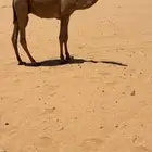قعود للبيع
