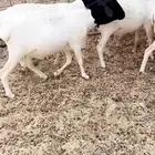 برابر مرابي 3 شهور