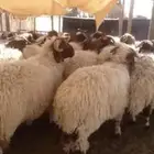 ذبايح نعيمي خروف غنم توصيل ذبح