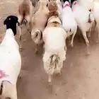 رفيدي وبرابر جذعان