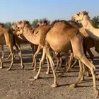 قعدان مستورده
