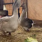 وز روسي صنف منتج
