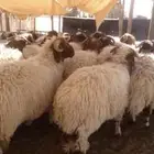 ذبايح نعيمي خروف غنم توصيل ذبح