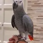 ببغاء كاسكو ضايع ف بحره