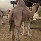 بعير عربي للبيع