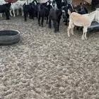 جفار لبانيه