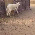 فحل حري