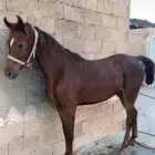 فرس عربيه ورق تحتها مهره كفو