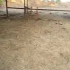 سماد غنم اللي يبيه يتواصل معي مجان