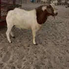 تيس فحل