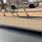 مفروده كفوو حيسونيه