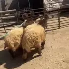 ذبايح عرعر
