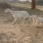 نعجه مسوي طري تحته خروف وارخل