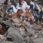 دجاج وديوك بلدي بياض فواتح