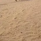 عشرا طيبه
