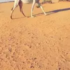 وضحا ثنو لقحه ملاقي على جميع الشروط