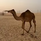 بكار