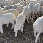 حري فاخر